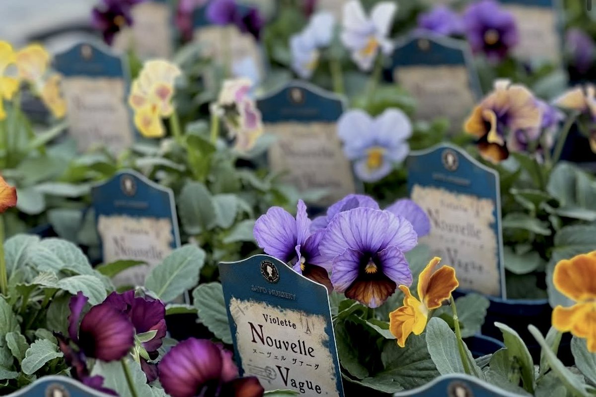 ✨ビオラ販売のお知らせ✨

お待たせいたしました🎉
#ビオラヌーヴェルヴァーグ が入荷❣️
明日11/7（金）10:00〜販売です。
第一弾は整理券を配布させていただきます📣お求めの方はショップ裏口にてお待ちください。（待ち列の看板を設置します）
詳しくは💁‍♀️x.gd/FoyHL