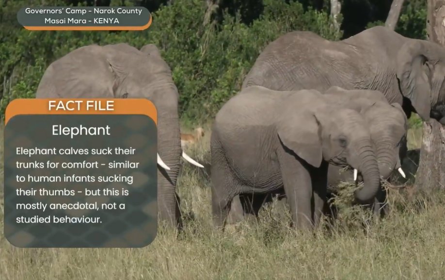 loveellisSwiss's tweet image. ...... pictures of the Morning drive . 
Well done  #wildearth 🤦‍♀️​

#ridiculous