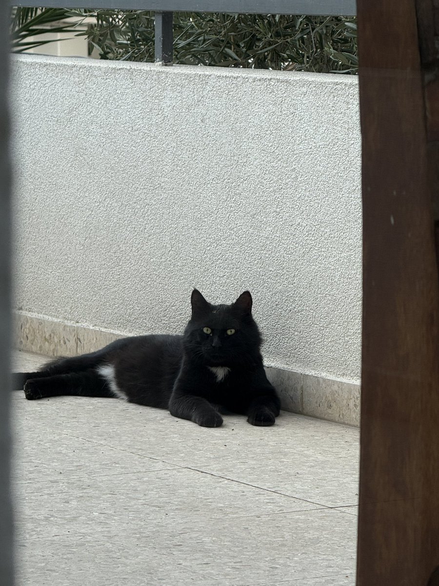 Нашими молитвами (и кошачьей жратвой, конечно) котик Ушан, состоявший на 30% из ушей, теперь на тот же процент состоит из щок. Вообще зажировка к зиме у бездомных котиков проходит по плану. Также оказалось, что у котика Ушана смешные белые труселя