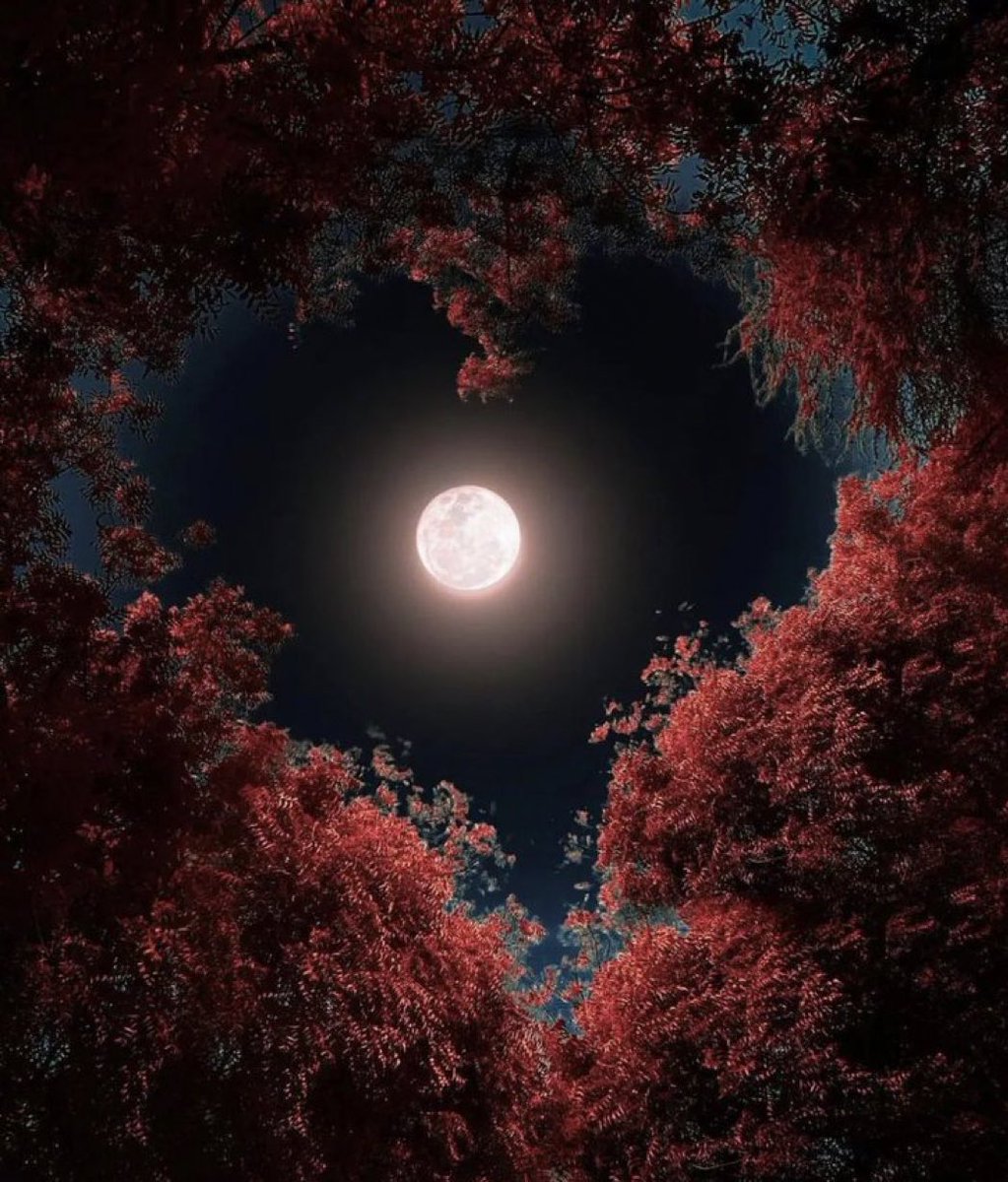 #القمر_العملاق

فاتني كنت بتغزل فيه 😁

"رأيتُ البدرَ فاستذكرتُ وجهًا
يفوقُ البدرَ حُسناً وانسجاما"💞🤍