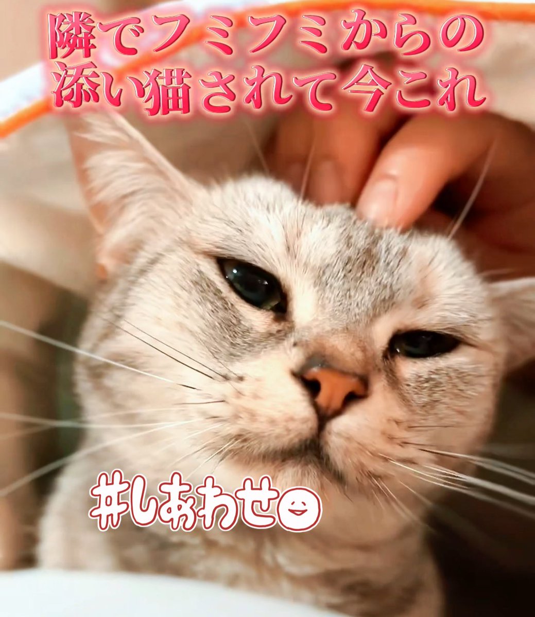 ニコちゃんとこたろう先生とトロとわさび姐さん on X