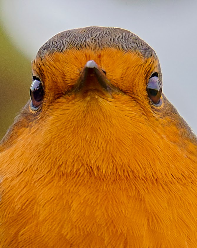 paulhayes55's tweet image. Robin.