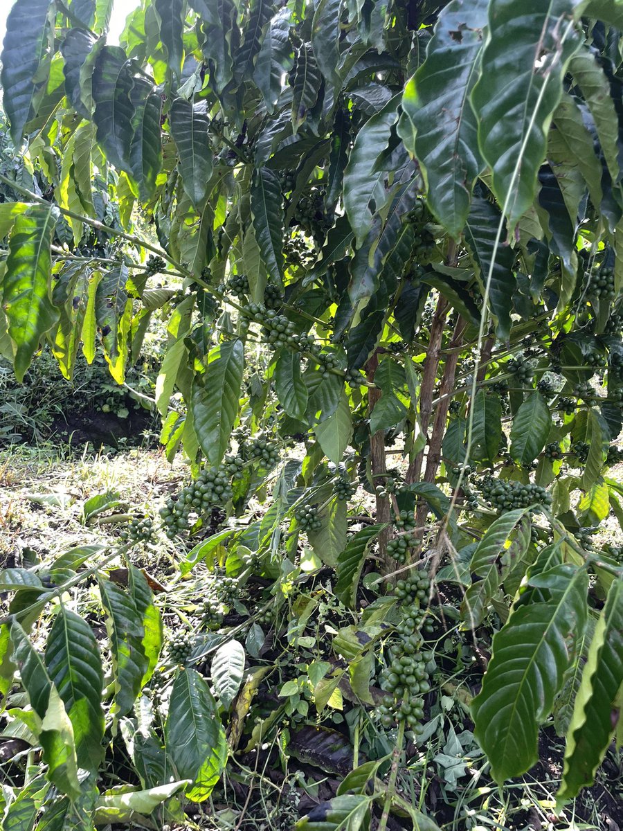 Muganzisecure's tweet photo. We live what we preach.

I’m not just here to talk about coffee farming I’m here to show what’s possible when you believe, start small, and stay consistent.

Just 1½ years down the road, this section of our farm is already thriving. Every leaf and berry reminds me that the future truly is coffee.

I remember when a group of youths visited the farm about 6 months ago they couldn’t believe this section of farm was about 11months and am certain if the same people visited today they wouldn’t believe it’s the same section the farm they saw a few months ago

When I tell people that you can start harvesting coffee in just 18 months, many think it’s a myth but here we are, living proof that it works.

To the young people out there don’t wait for everything to be perfect. Start with what you have, even if it’s just 100 coffee trees. That small beginning could be the foundation of something life changing.

And guess what? 
I’m here to walk with you through that journey to guide, support, and show you that it can be done. Let’s grow this coffee dream together. 💪🏾

#YouthInAgriculture #CoffeeIsTheFuture #SectrineCoffee #StartSmallGrowBig #WeGrowTogether