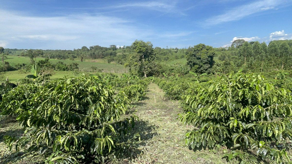 Muganzisecure's tweet photo. We live what we preach.

I’m not just here to talk about coffee farming I’m here to show what’s possible when you believe, start small, and stay consistent.

Just 1½ years down the road, this section of our farm is already thriving. Every leaf and berry reminds me that the future truly is coffee.

I remember when a group of youths visited the farm about 6 months ago they couldn’t believe this section of farm was about 11months and am certain if the same people visited today they wouldn’t believe it’s the same section the farm they saw a few months ago

When I tell people that you can start harvesting coffee in just 18 months, many think it’s a myth but here we are, living proof that it works.

To the young people out there don’t wait for everything to be perfect. Start with what you have, even if it’s just 100 coffee trees. That small beginning could be the foundation of something life changing.

And guess what? 
I’m here to walk with you through that journey to guide, support, and show you that it can be done. Let’s grow this coffee dream together. 💪🏾

#YouthInAgriculture #CoffeeIsTheFuture #SectrineCoffee #StartSmallGrowBig #WeGrowTogether