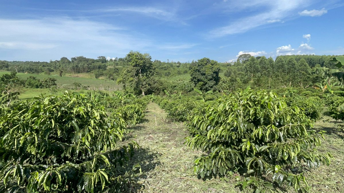 Muganzisecure's tweet photo. We live what we preach.

I’m not just here to talk about coffee farming I’m here to show what’s possible when you believe, start small, and stay consistent.

Just 1½ years down the road, this section of our farm is already thriving. Every leaf and berry reminds me that the future truly is coffee.

I remember when a group of youths visited the farm about 6 months ago they couldn’t believe this section of farm was about 11months and am certain if the same people visited today they wouldn’t believe it’s the same section the farm they saw a few months ago

When I tell people that you can start harvesting coffee in just 18 months, many think it’s a myth but here we are, living proof that it works.

To the young people out there don’t wait for everything to be perfect. Start with what you have, even if it’s just 100 coffee trees. That small beginning could be the foundation of something life changing.

And guess what? 
I’m here to walk with you through that journey to guide, support, and show you that it can be done. Let’s grow this coffee dream together. 💪🏾

#YouthInAgriculture #CoffeeIsTheFuture #SectrineCoffee #StartSmallGrowBig #WeGrowTogether