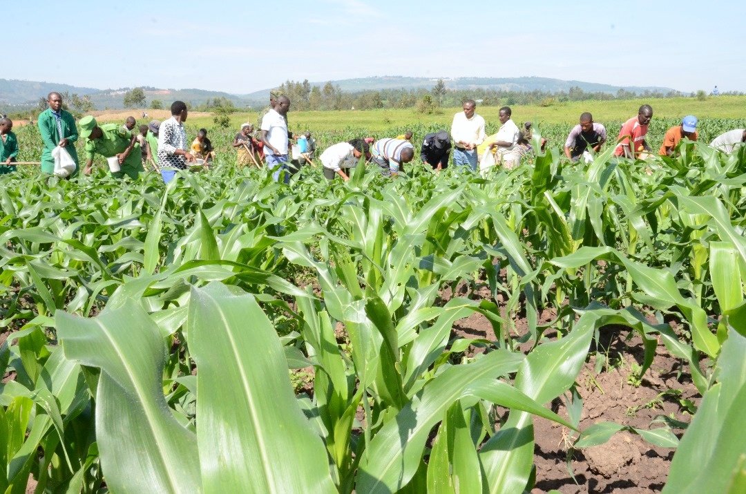 Gatsibo District tweet media