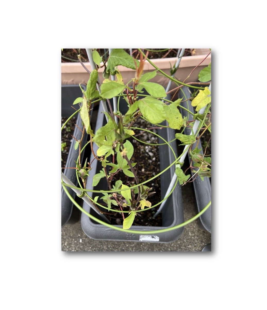 そら❤️希少台湾番龍眼実生4年目1本とリュウガン取木1本 そら様専用