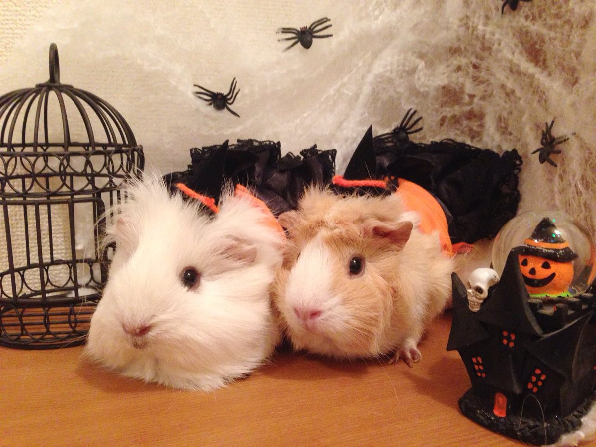 fran_chiffon's tweet photo. お久しぶりです！ちょっと遅くなりましたがハロウィンの写真を引っ張り出してきました🎃寒くなってきたので体調に気をつけてくださいね！
最近もるに飢えているのでよかったらお写真見せてくださると命が助かります😂笑 https://t.co/n3MZwjwKZh
