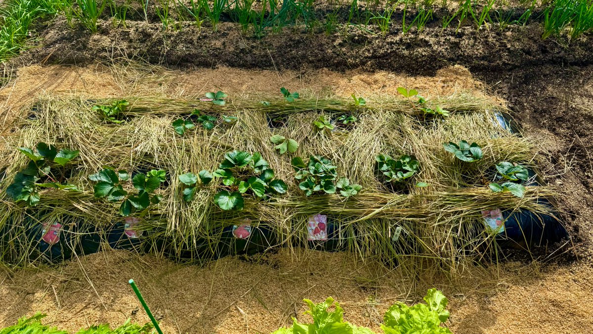 みかんパパ＠家庭菜園2年生 on X