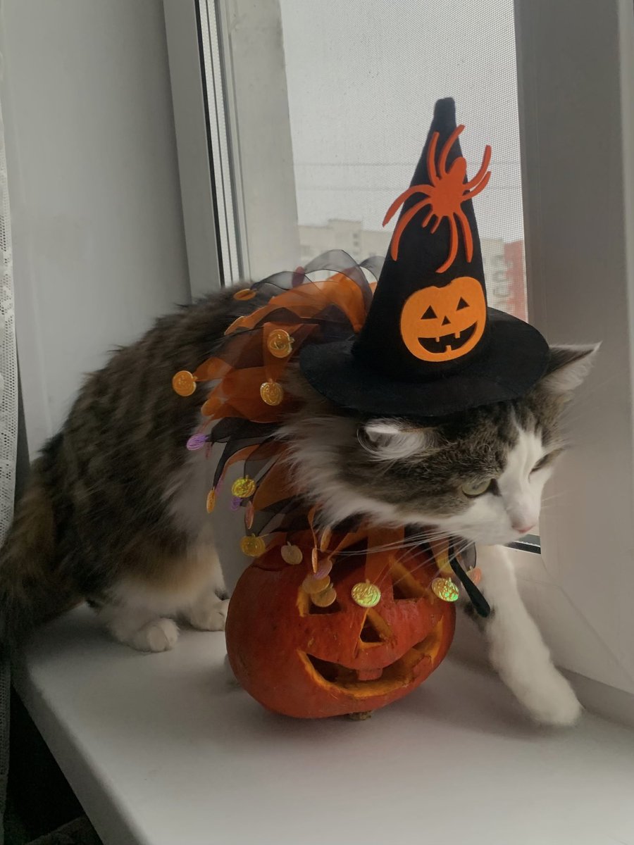 miiaauchy's tweet photo. у меня еще лежит эта тыква с хеллоуина🎃
не поднимается рука выбросить эту ювелирную работу 🙂‍↕️ https://t.co/hMX7qBJjBU