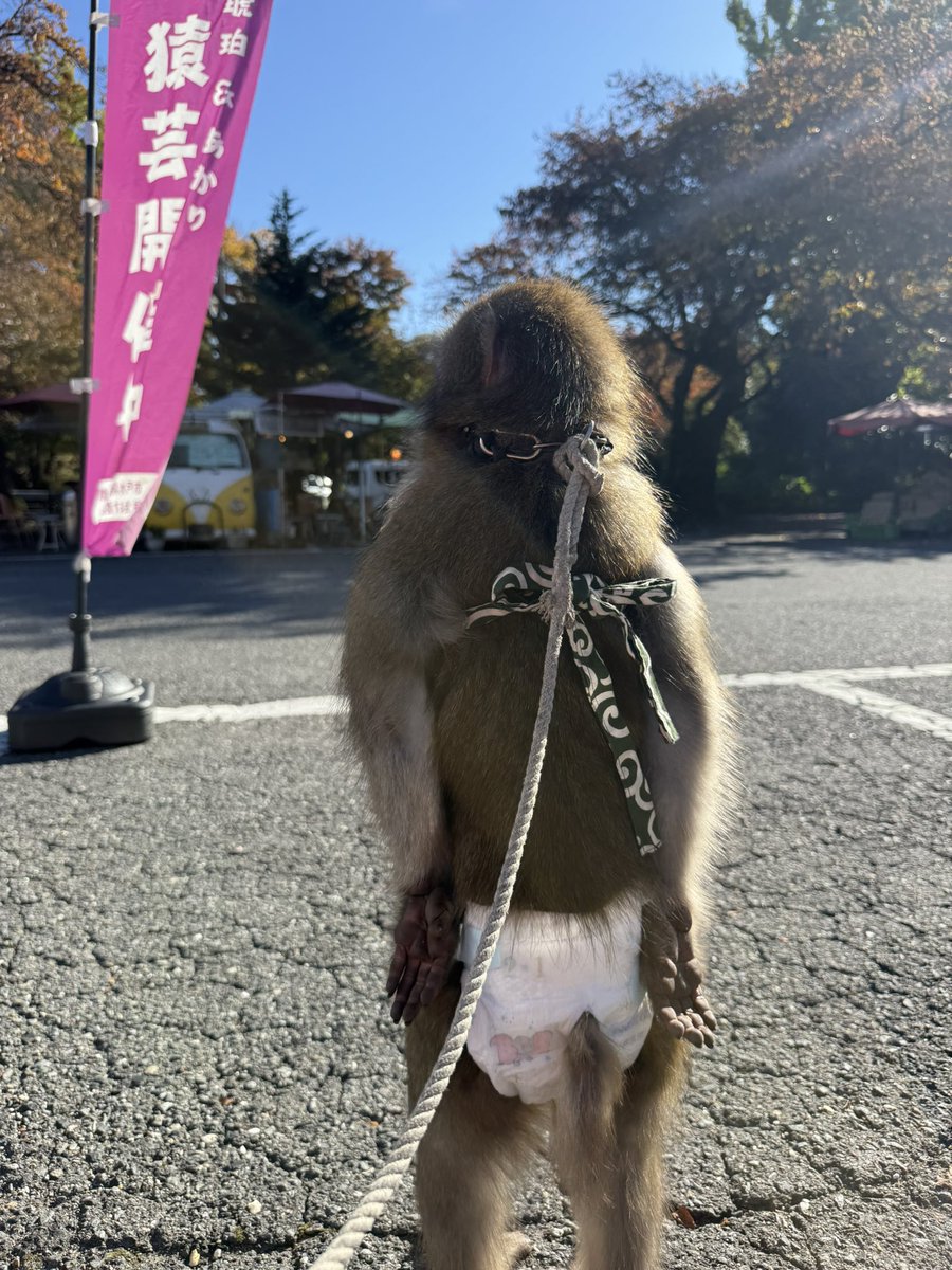 factory_akari's tweet photo. 猿まわしは私の天職！ https://t.co/4Ee1HWwOAj