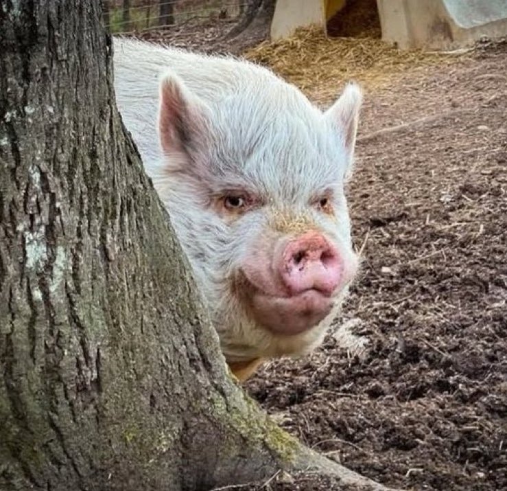 georph's tweet image. inside me are two absolute hogs