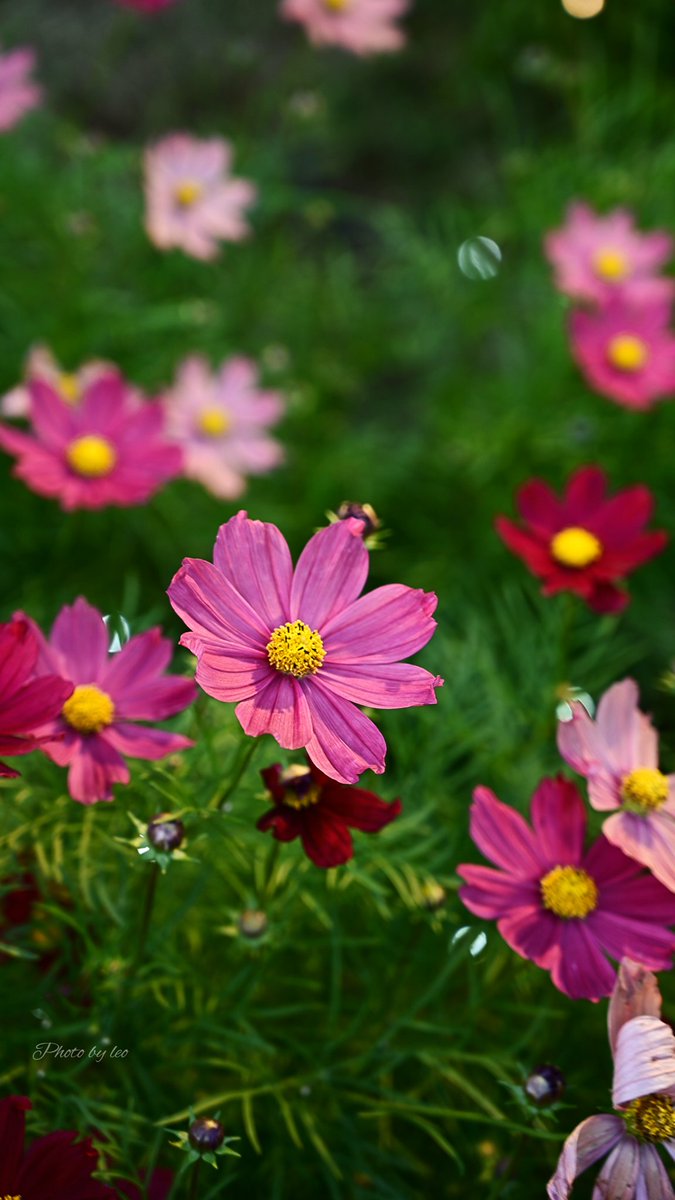 🌈🌸💖ゆりゆり💖🌼🌈 (@yuriyuri6281) / Posts / X