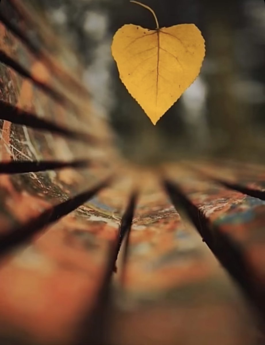 و فِي
أرواحنــا 
ركن هادئ 
لـكل شيء 
صــــــــادق..🍂