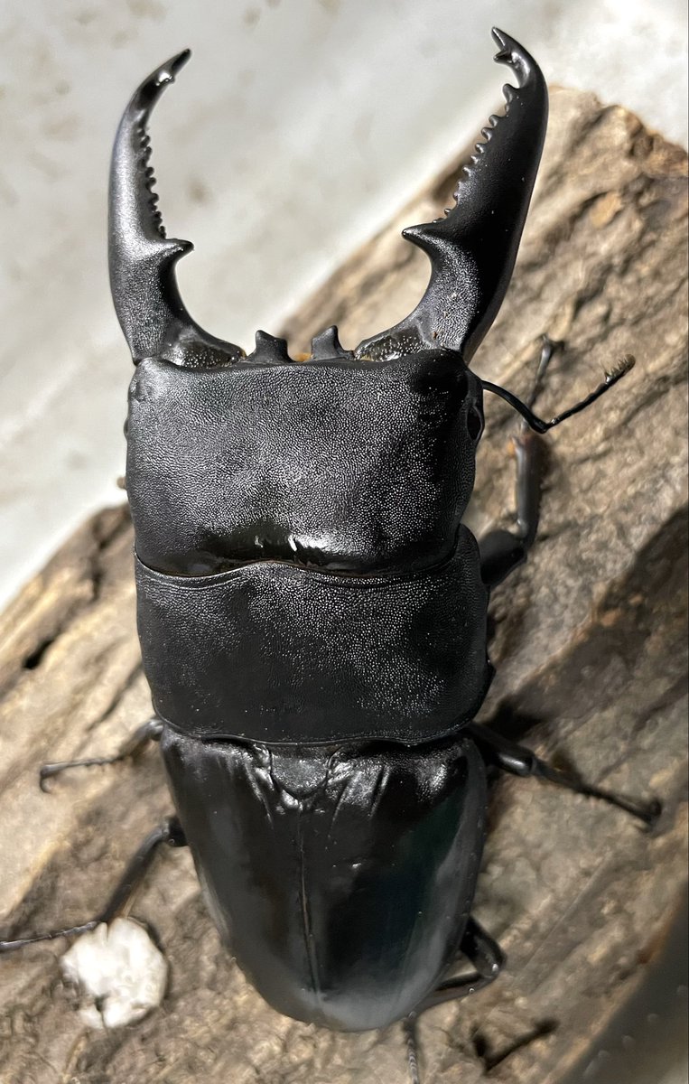 オオクワモンスター (@monster7_com) / Posts / X