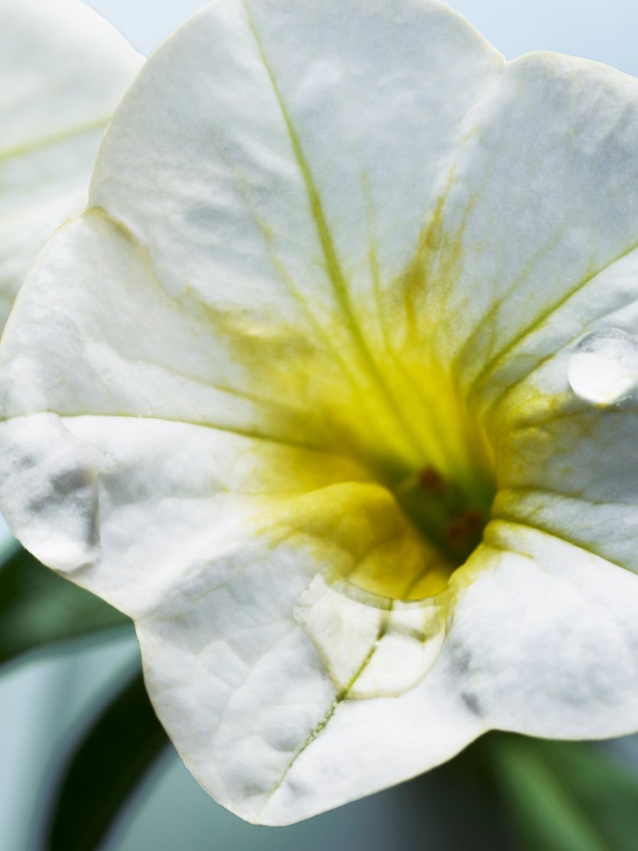 イランイラン❣ a1bfbb3c56533be14ebe26adc9fc81