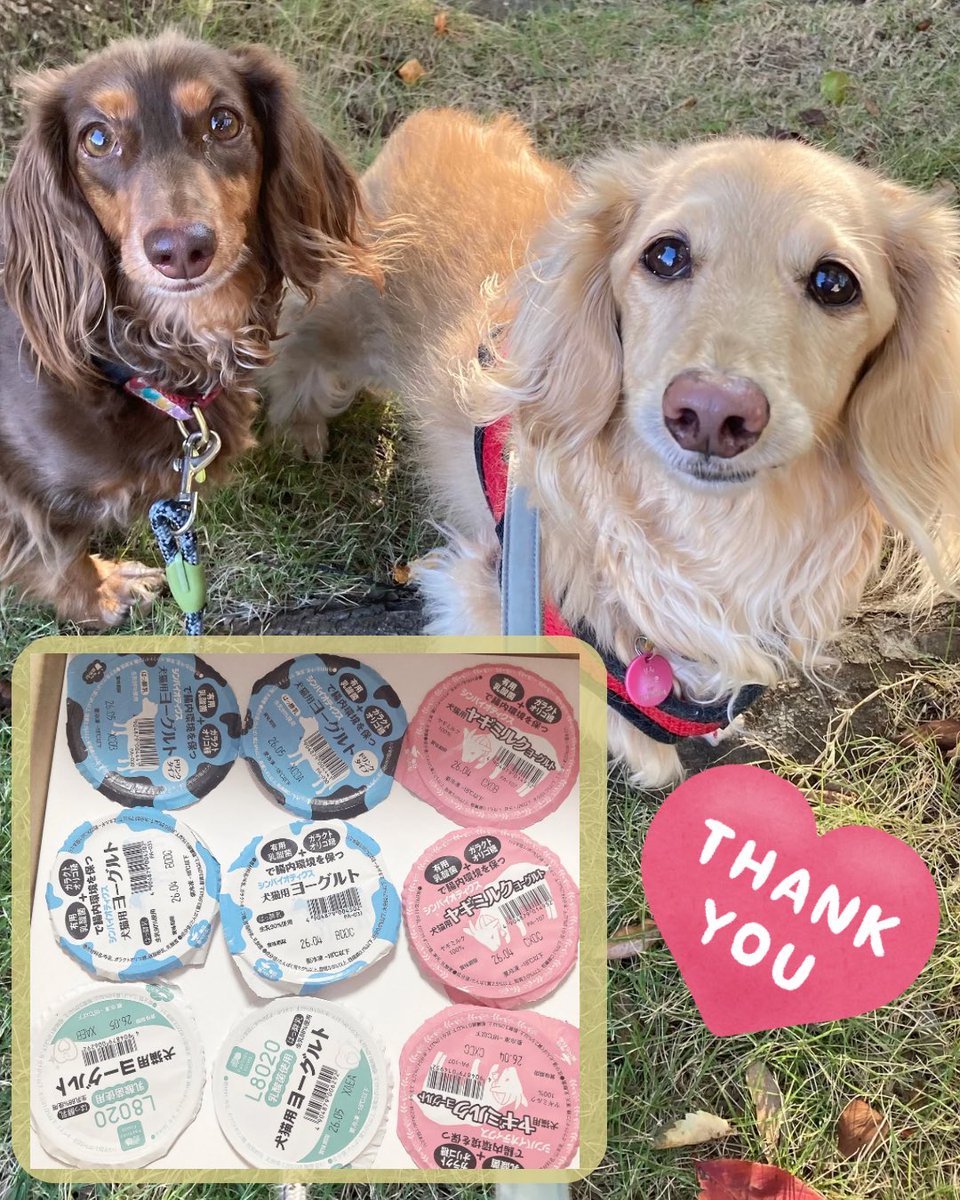 ＠petlibrary_jp 
犬猫用ヨーグルトをいただきました。
ありがとうございます♡
ヨーグルト大好きなおふたり😊
仲良くいただきますね！

#犬猫用ヨーグルト
#ペットライブラリー