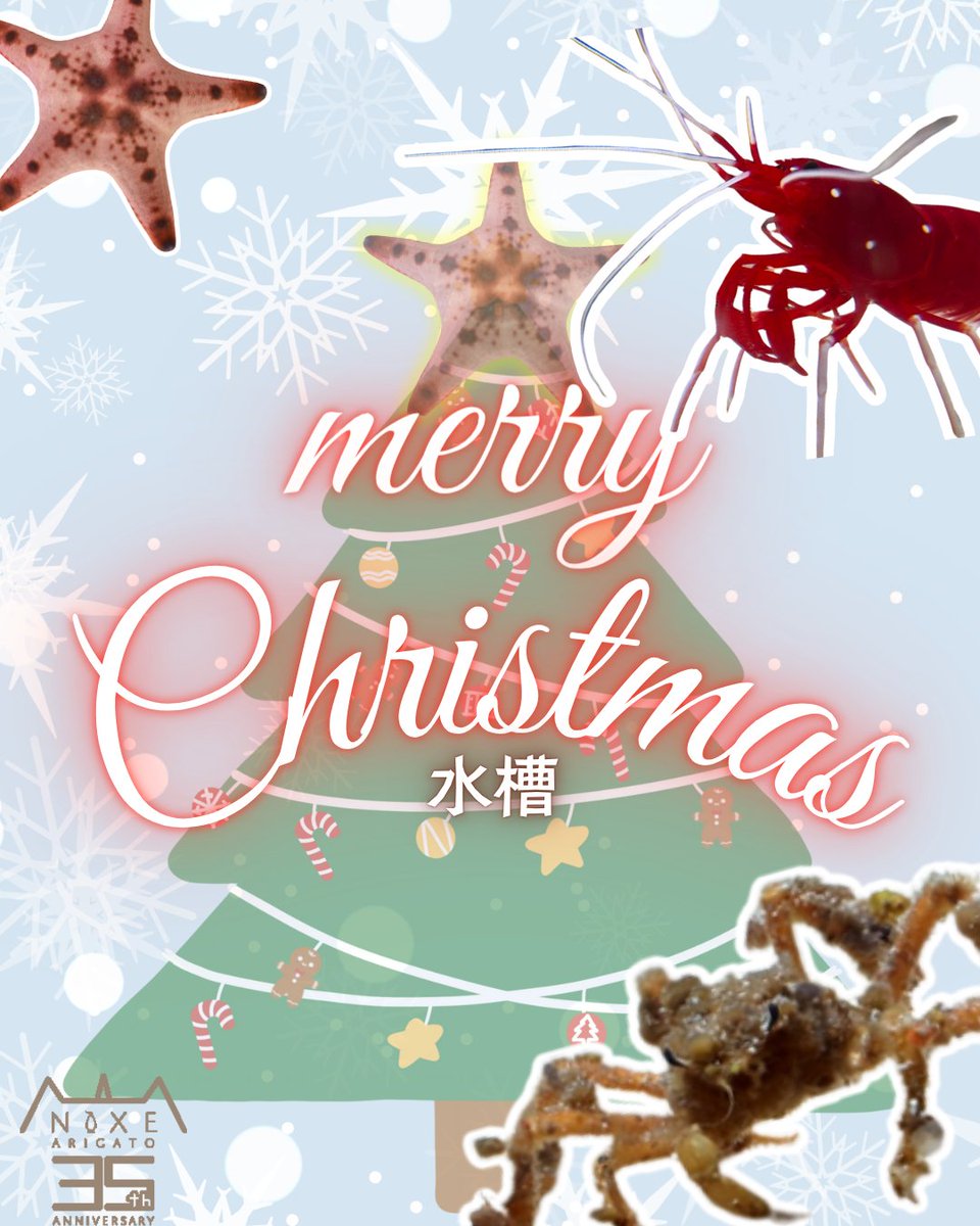 【Merry Christmas水槽スタート🎄】

もうすぐクリスマス！
クリスマスにちなんだ水槽が登場します🤶
水槽の前でMerry Christmas！

期間・・・11月7日～12月25日まで
場所・・・4階星形タッチプール横

＃登別マリンパークニクス