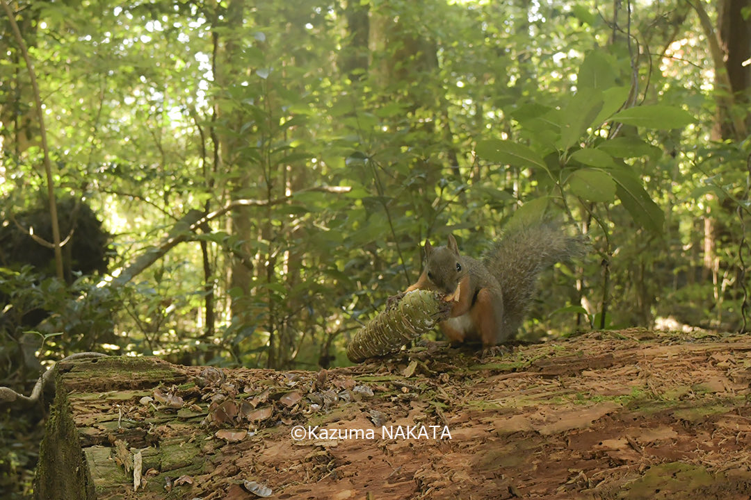 アライグマ 様 kazuma_n on X