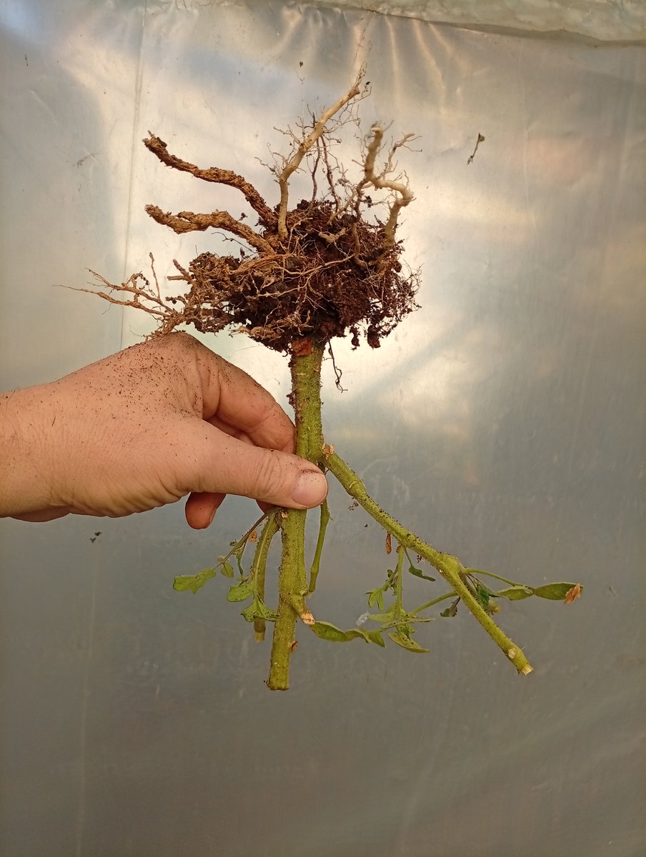 svetionicar's tweet photo. da li ću....? što da ne? malo igranja i malo cinculacija da se održe u životu a ne krenu u rast do pročeća. #Paradajz je višegodišnja biljka ali je zbog lokalne klime i uslova čuvamo kao jednogodišnju.
uskoro i ponuda #semena za 2026, praštajte, malo kasnim ove godine. https://t.co/y92VEcos5s
