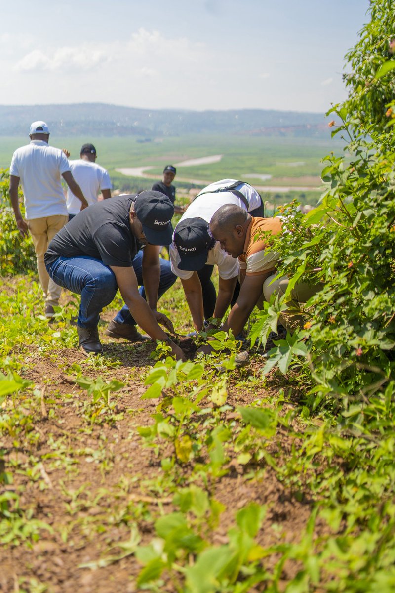 BritamRwanda's tweet photo. 2/3 Each seedling we plant contributes to a sustainable legacy, reinforcing our commitment to environmental stewardship and community development.
#TheBlueTribe #Sustainability https://t.co/wcpbz9FkIN