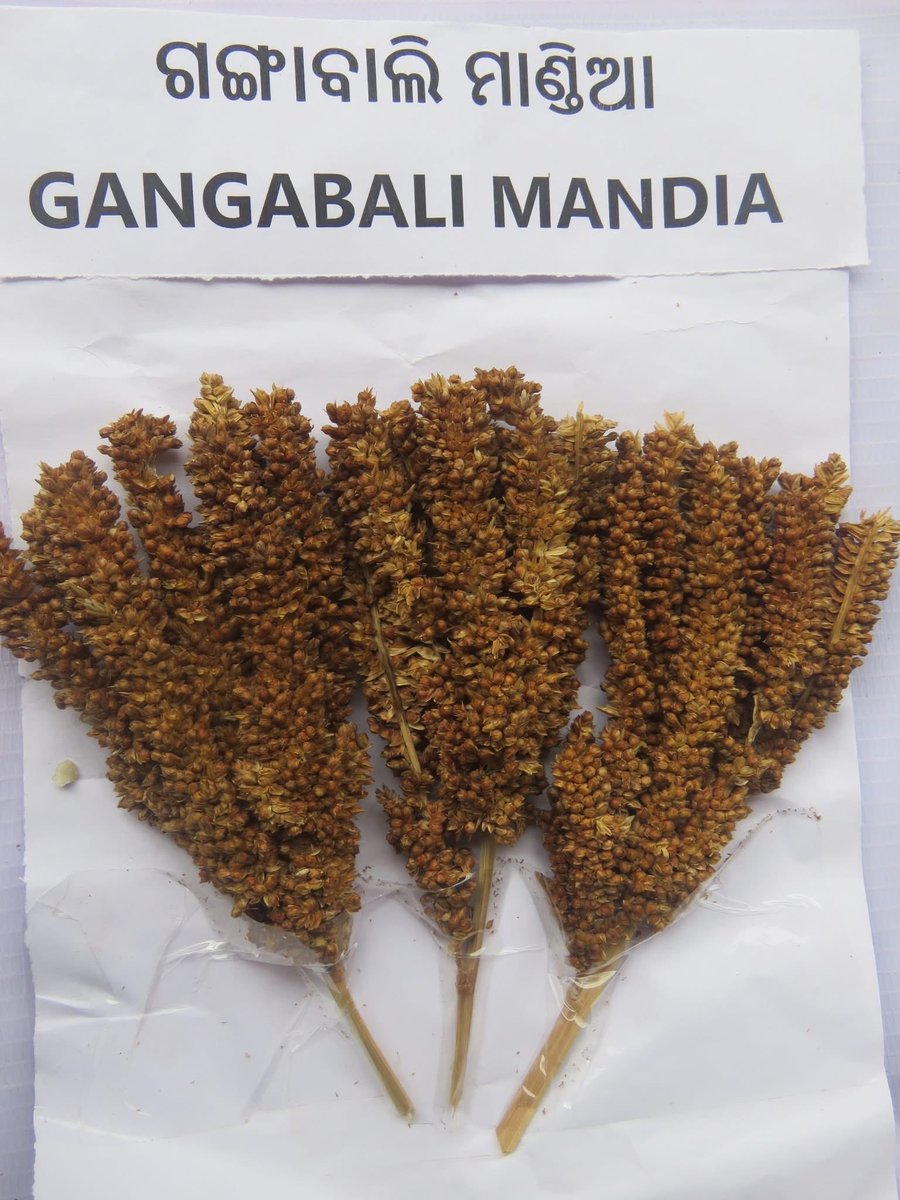 dshuvam_agri's tweet photo. ମାଣ୍ଡିଆ ବା ଶ୍ରୀ ଅନ୍ନ କୁ ନେଇ ଏବେ ସବୁଠି ଚର୍ଚ୍ଚା। Community seed bank ମାଧ୍ୟମରେ ଆମେ ହଜି ଯାଉଥିବା ଶ୍ରୀ ଅନ୍ନ କିସମ ଗୁଡ଼ିକୁ ସଂରକ୍ଷିତ କରି ରଖି ପରିବା । ଚିରସ୍ଥାୟୀ କୃଷି ଦିଗରେ ଏମାନେ ଆମକୁ ସହାୟକ ହେବେ । ଶ୍ରୀ ଅନ୍ନ ର ବିକାଶ କୃଷି ପ୍ରଗତିର ସାରଥୀ ।
PC: Facebook 
#milletday #milletodisha https://t.co/B5aU7MJV4b