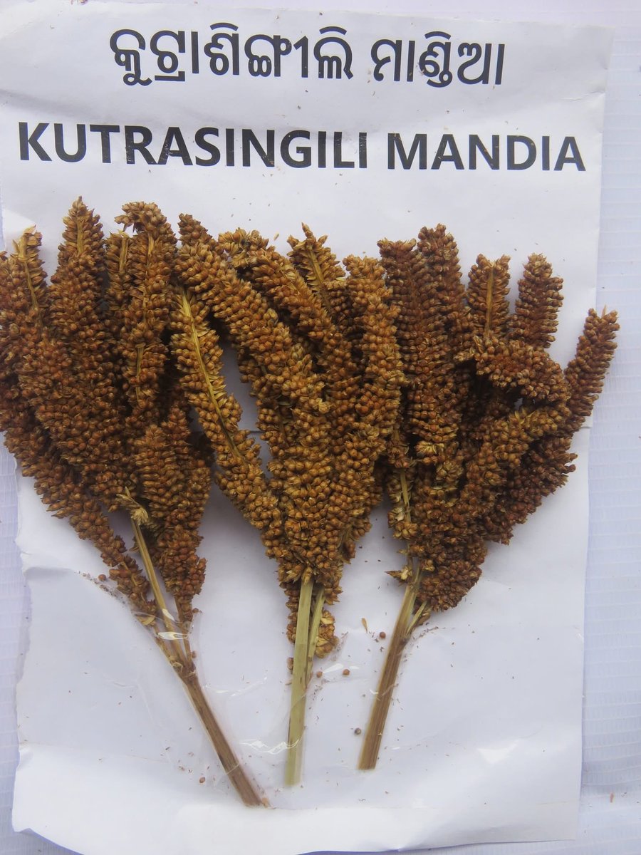 dshuvam_agri's tweet photo. ମାଣ୍ଡିଆ ବା ଶ୍ରୀ ଅନ୍ନ କୁ ନେଇ ଏବେ ସବୁଠି ଚର୍ଚ୍ଚା। Community seed bank ମାଧ୍ୟମରେ ଆମେ ହଜି ଯାଉଥିବା ଶ୍ରୀ ଅନ୍ନ କିସମ ଗୁଡ଼ିକୁ ସଂରକ୍ଷିତ କରି ରଖି ପରିବା । ଚିରସ୍ଥାୟୀ କୃଷି ଦିଗରେ ଏମାନେ ଆମକୁ ସହାୟକ ହେବେ । ଶ୍ରୀ ଅନ୍ନ ର ବିକାଶ କୃଷି ପ୍ରଗତିର ସାରଥୀ ।
PC: Facebook 
#milletday #milletodisha https://t.co/B5aU7MJV4b