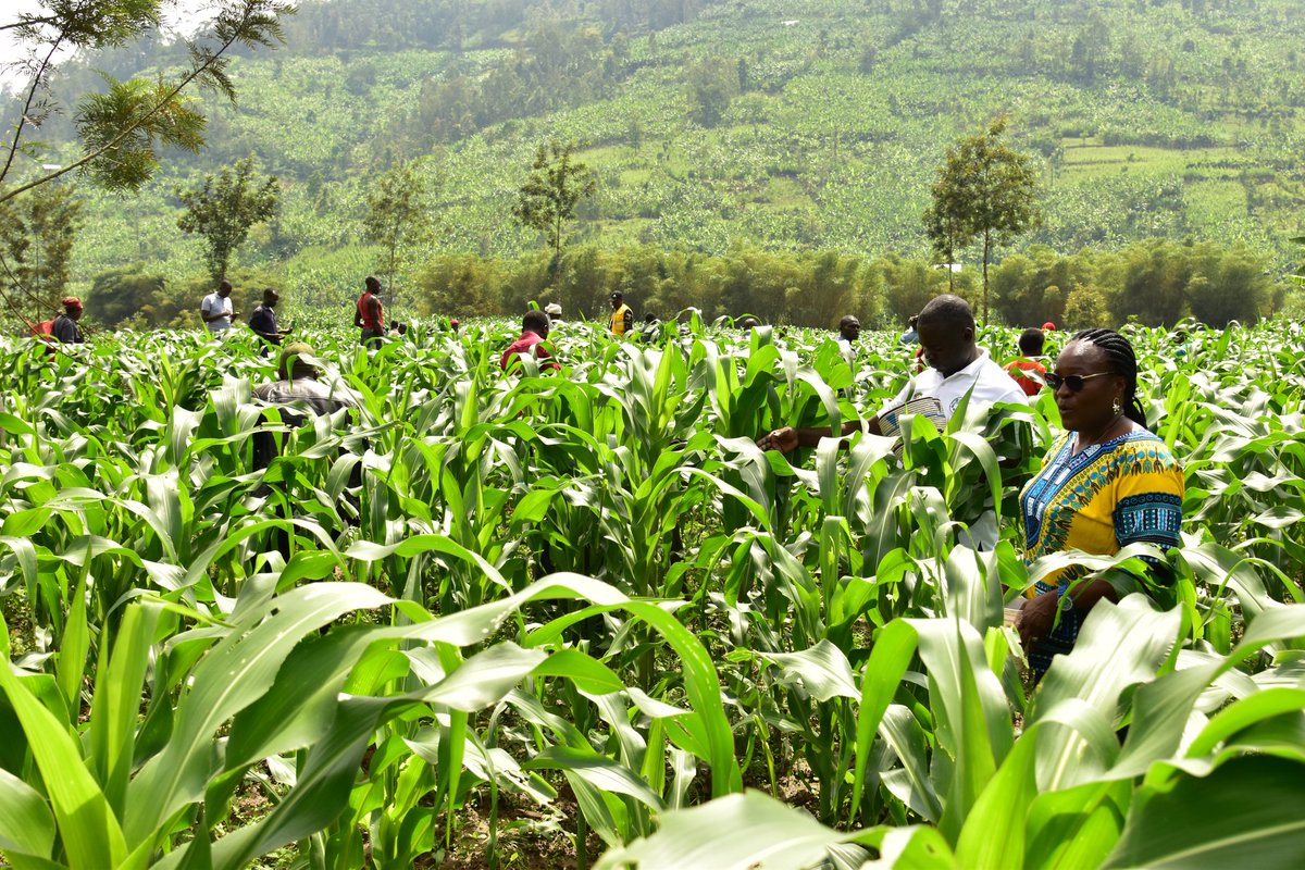 Nyabihu District tweet media