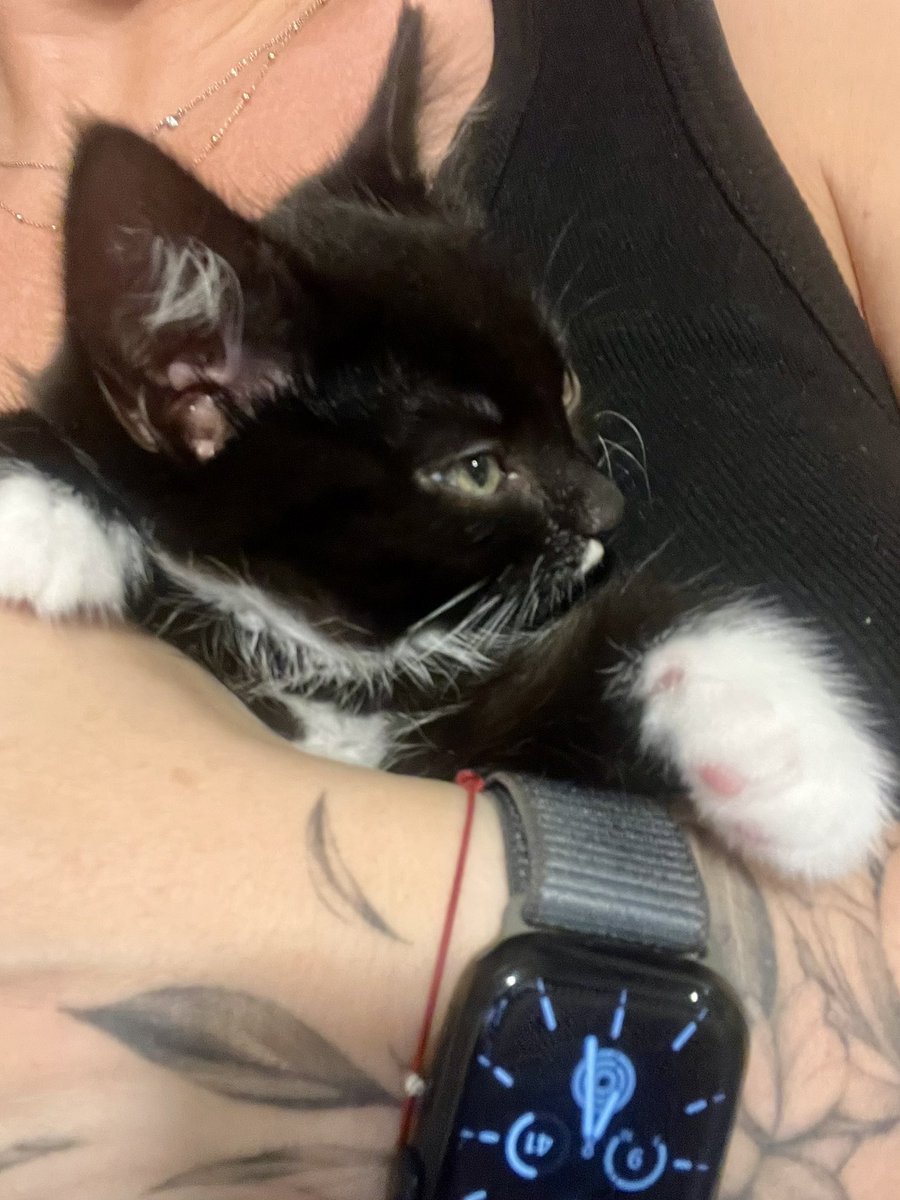 Вот этот милый малыш укусил край экрана Макбука. Комп накрылся. Новый экран-750€

Блеать.