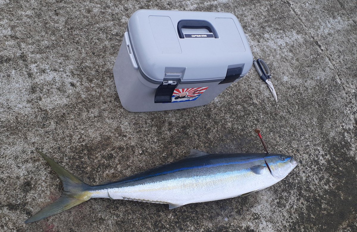 さーもん。ページ seVen on X