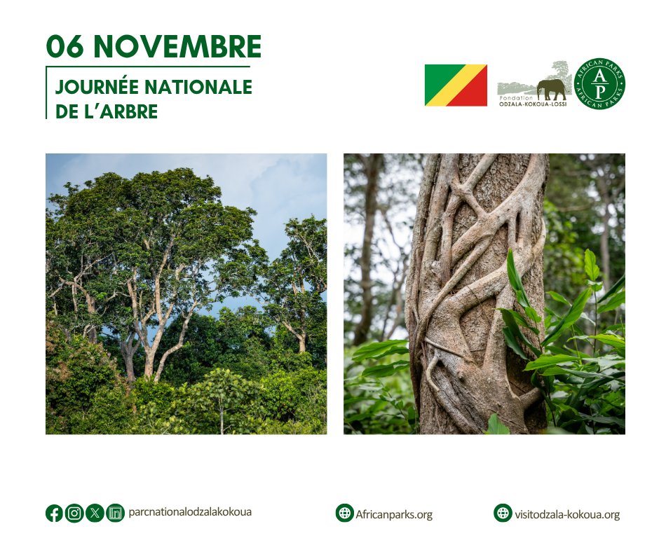 À Odzala-Kokoua, la #JournéeNationaleDeLArbre 🌳🌴 est un rendez-vous annuel et un engagement commun avec les autorités locales et les communautés pour un Congo plus vert🌍.
<a href="/AfricanParks/">African Parks</a>
#parcnationalodzalakokoua #sanctuairedegorillesdelossi #Tree #Conservation #Nature #arbre