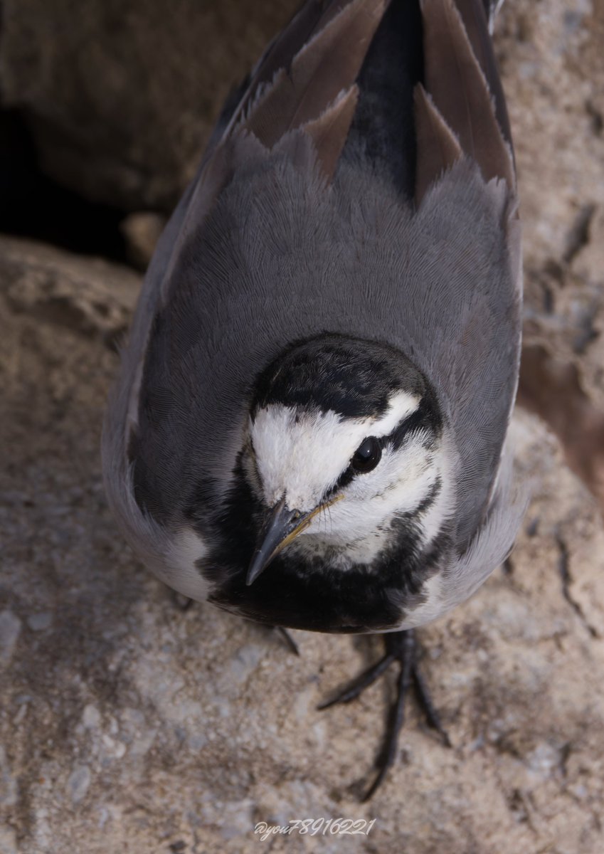 ユー・クルーガー🌱 on X