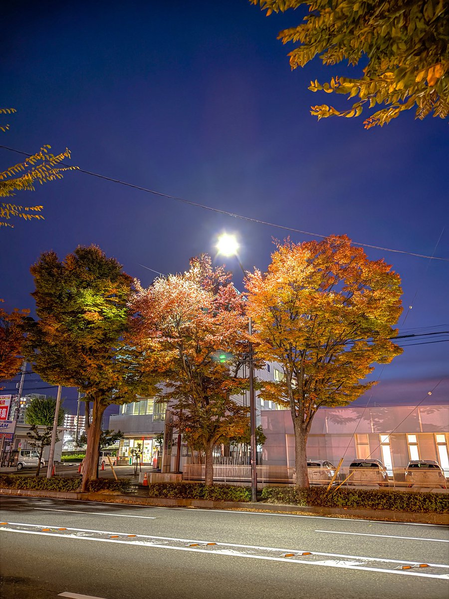 class_bm's tweet image. 先日、福島県の郡山に訪れてましたー！

若干紅葉みれた🍁

夕ご飯でうどん食べたいと思い、

【自家製麺  杵屋  郡山店】（@Udon_Kineya ）があったので食べてきました！

店員さんの応対もとてもよかったです。
うどんもお肉も美味しかった😉

胃袋、お世話になりました！！