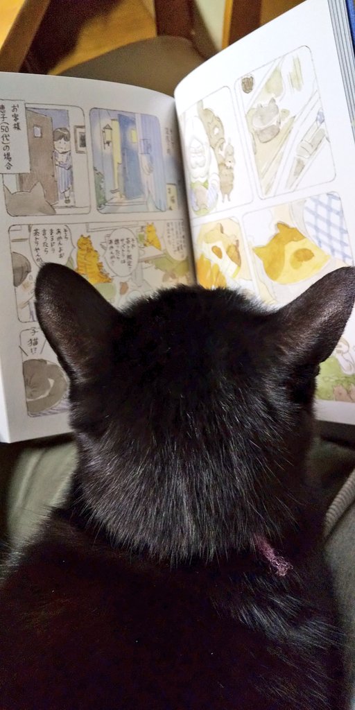 ねこまき様 Amazon.co.jp: ねことじいちゃん2026カレンダー ([カレンダー]) : ねこ