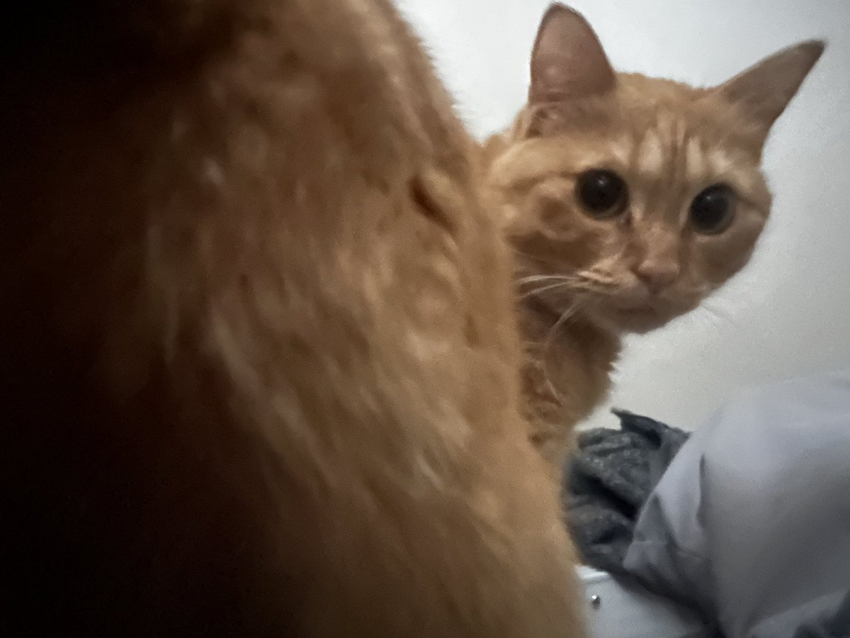 ベッドで昼寝をしていると、窓際からネチコャンが降ってくる件について