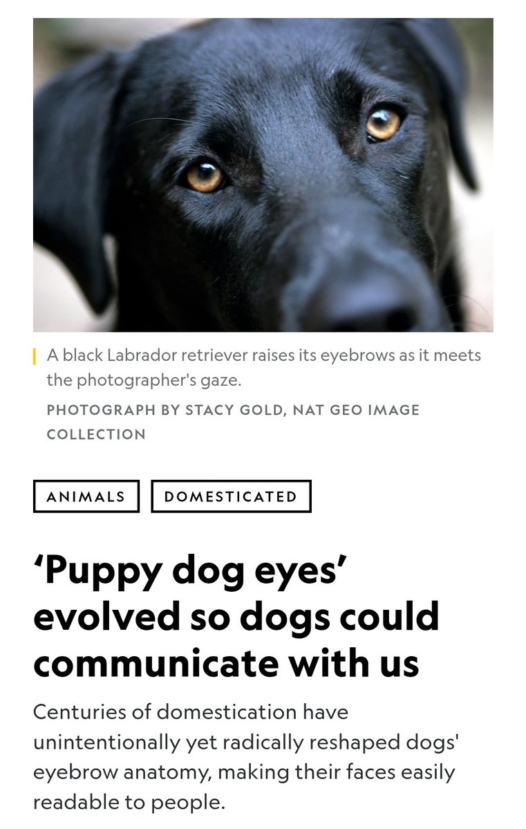 Something about seeing a wild dog interacting with a human like this made me remember this