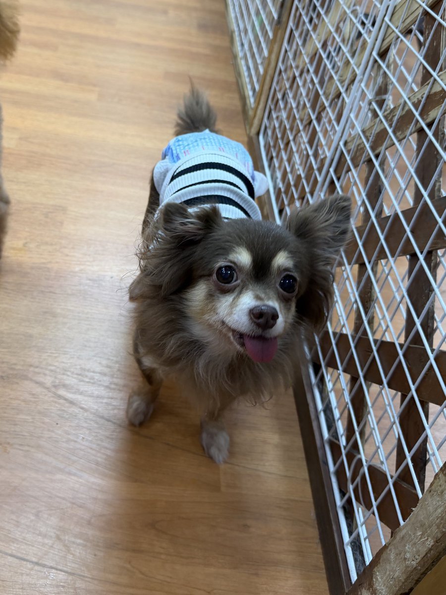 保護犬パーク長居店&トリミングサロン（ラブファイブ:保護犬カフェ系列