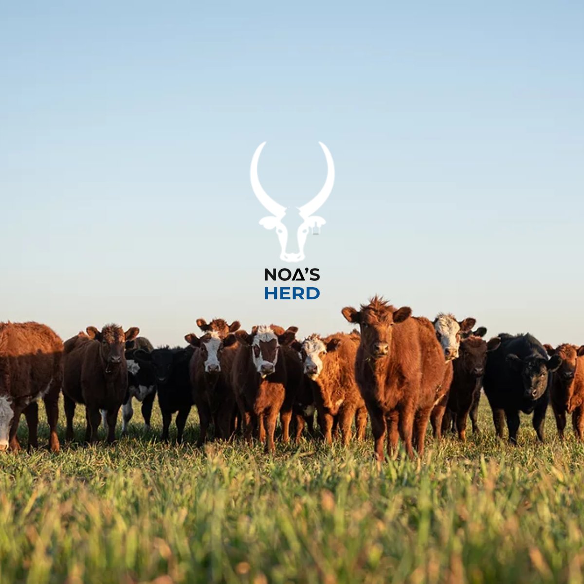 nileorbital's tweet image. NOA’S HERD has joined the Google #StartupsForSustainableDevelopment program!🚀🎆

We’ll be working with Google experts to scale our business&apos; impact, using AI &amp;amp; climate tech to reduce methane emissions and empower farmers. 🌍

#GoogleStartupsForSustainableDevelopment #SFSD #SDGs