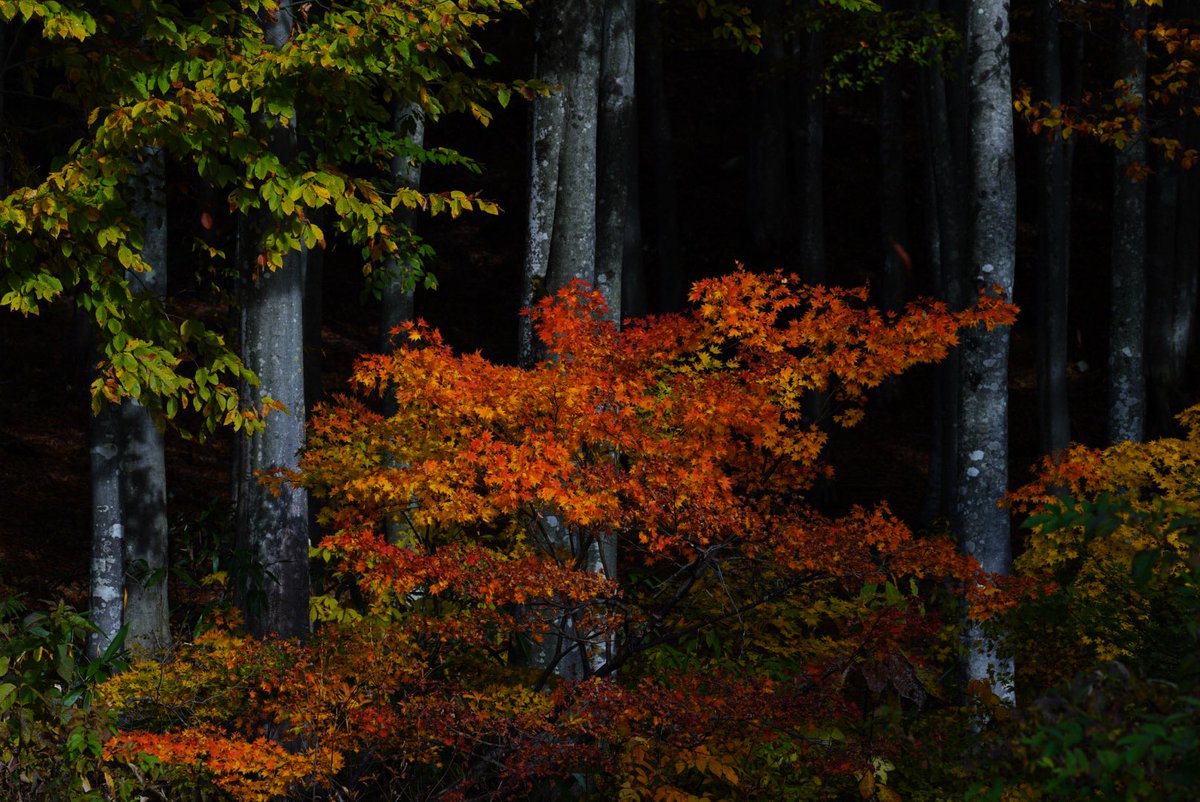 地元の紅葉🍁の今がピークかな🤔