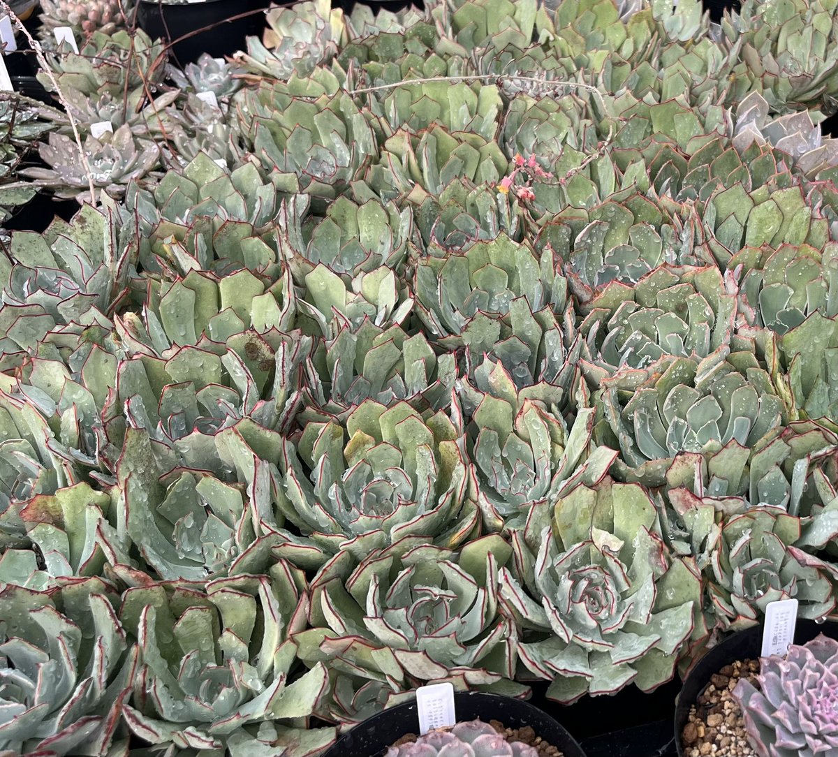 なべりん ぷらんつ【公式】 (@naberin99) / Posts / X