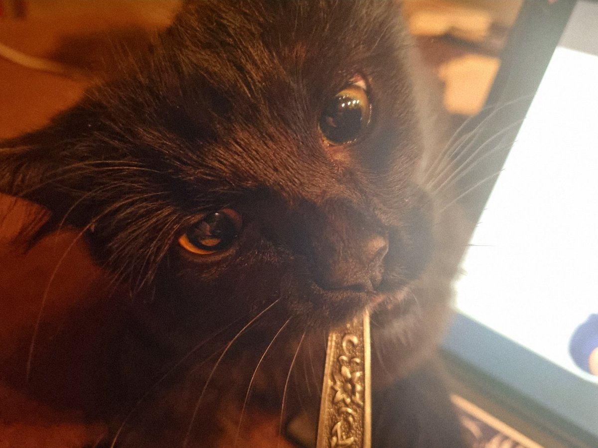 ryoscapism's tweet photo. my kibby https://t.co/xDjQAvKski