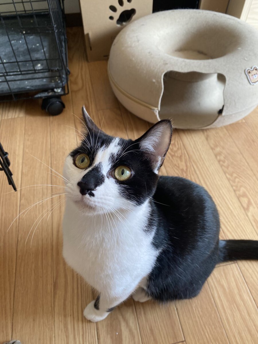 栃木県里親募集動物情報 on X