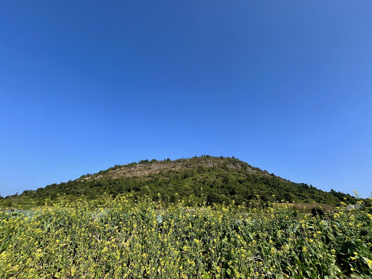 바람이 살랑대는19도의 따스한 가을 유채꽃보러 오세요 제주도.

제주도 제주시 한경면 고산리 당산봉.