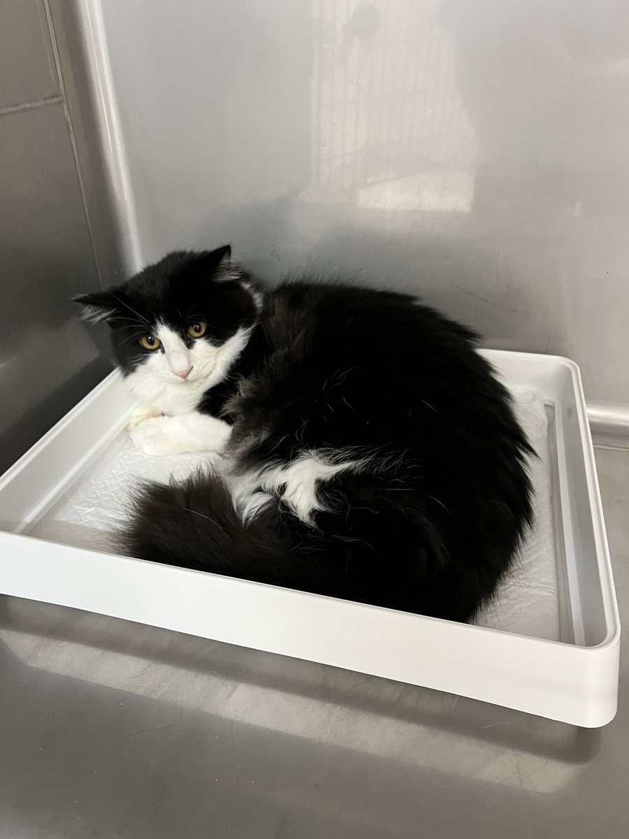 新入りさん

この子はなかなか捕獲機に入らず

いつもそっぽむいて何処かにいって

しまうと聞きました　

なので名前は ぷいぷい にしました

外で頑張って生きてきた子です

ぷいぷい　をどうぞよろしくお願いします