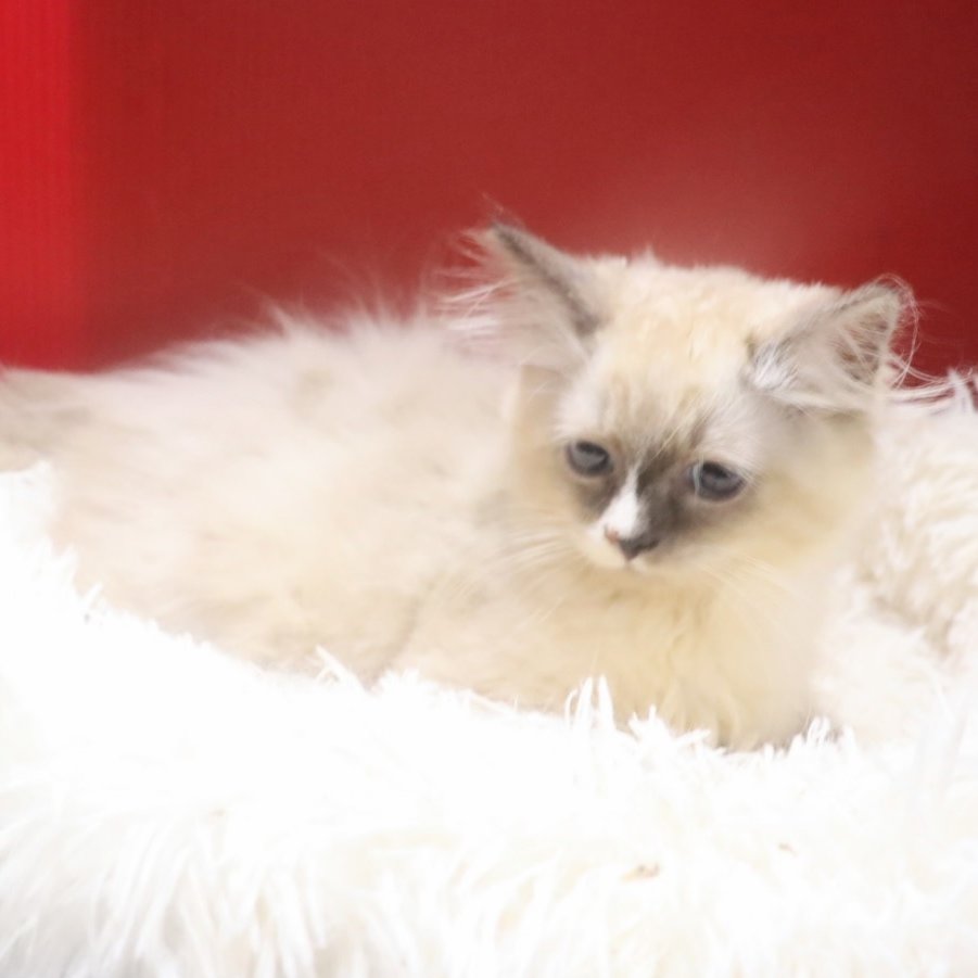 こんにちはAnimallineです🐱本日はサイベリアンのご紹介！動きが可愛い甘えん坊な男の子♡小顔なハンサムくんですね！お耳の長い毛並みがとってもキュート♡これからの成長が楽しみです♪ぜひぜひご検討ください！

animalline.jp/breeder/pet/de…
#Animalline #猫のいる暮らし #サイベリアン
