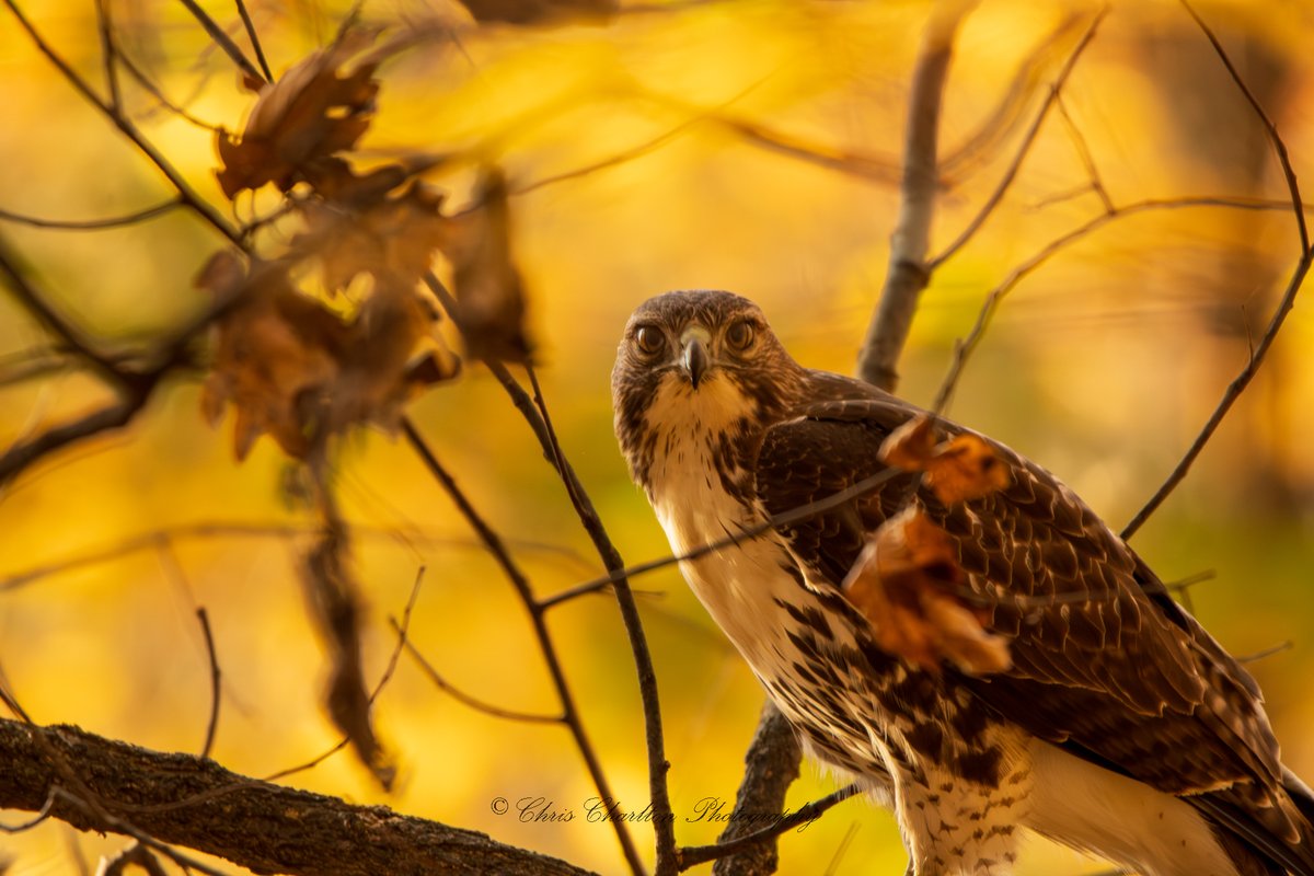 CSDCPhoto's tweet image. Red Tailed Hawk from last year about the same time I photographed the owl.  Lucky to get this fall effect 2 years in a row!
🦅
🗺 - Medina County Ohio
📸 - Canon EOS Rebel T7 || Sigma 150-600mm.
🦉