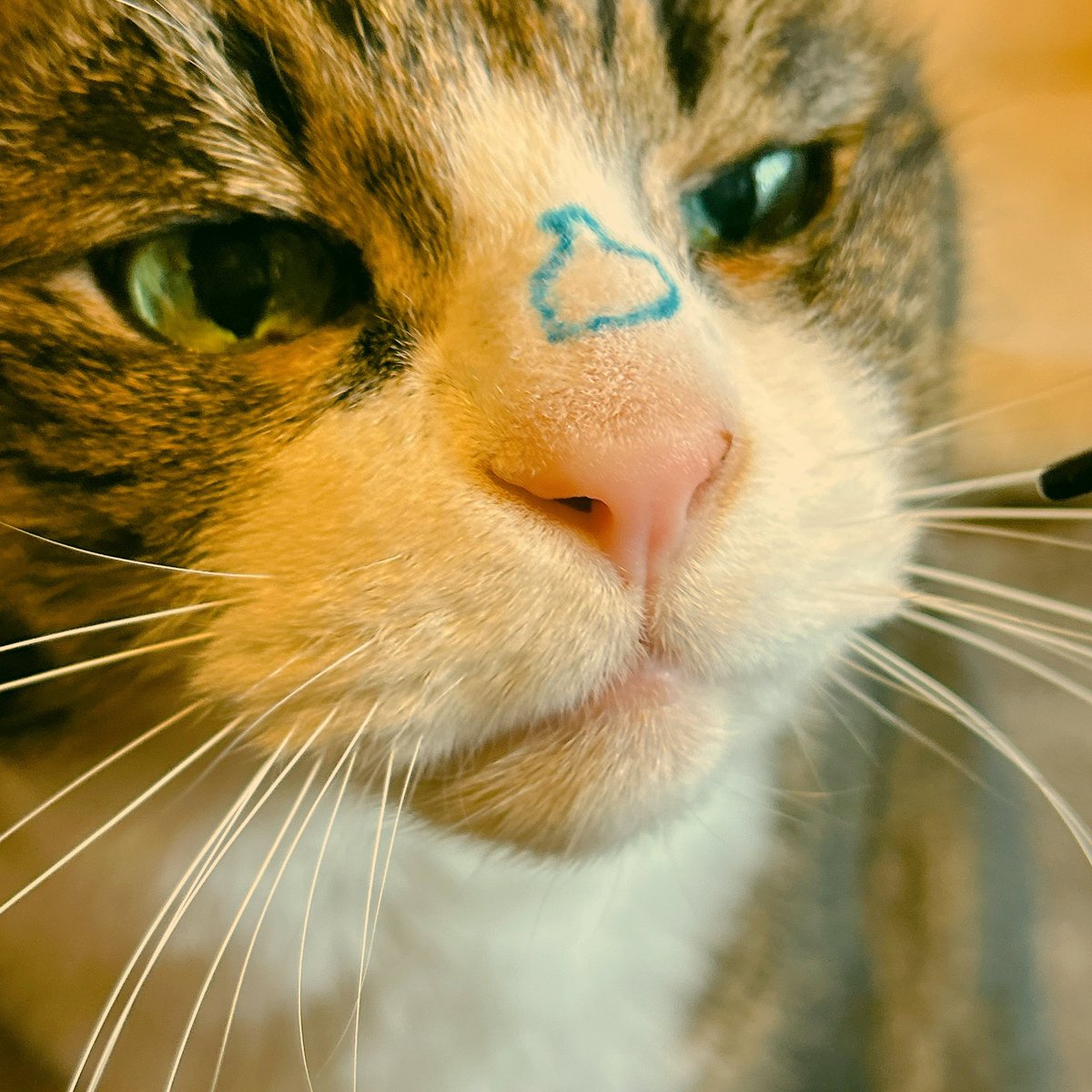 確認ようです(* ´ ▽ ` *)ノ hqdefault.jpg