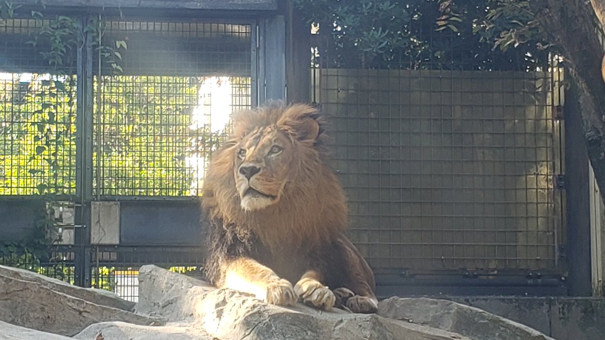 しばライオンページ しば on X