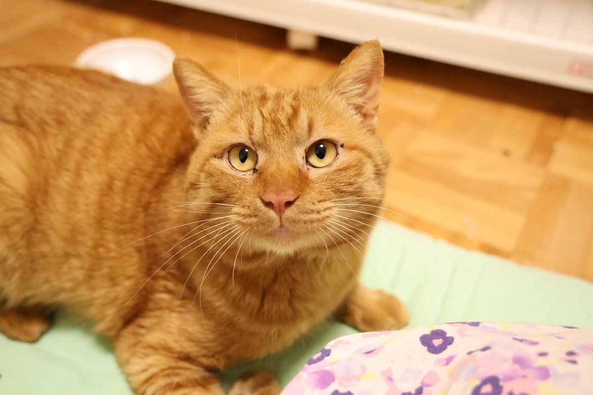 NO.2917✤失われた野生ねこ ジルコニア チャーム アフリカツチブタ on X