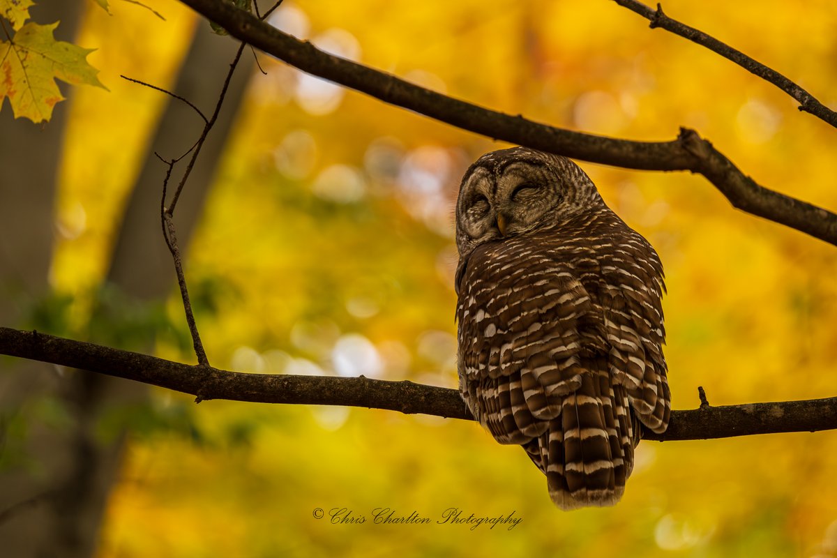 CSDCPhoto's tweet image. Barred Owl smiling for the shot.  Sleeping but still alert.  I swear I didn&apos;t pay this owl to show up at the perfect time on the perfect day.
🦉
🗺 - Medina County Ohio
📸Canon EOS R5 Mark 2 || Canon 200-800mm
🦉
#barredowl #birdphotography #wildlifephotography #ohio…